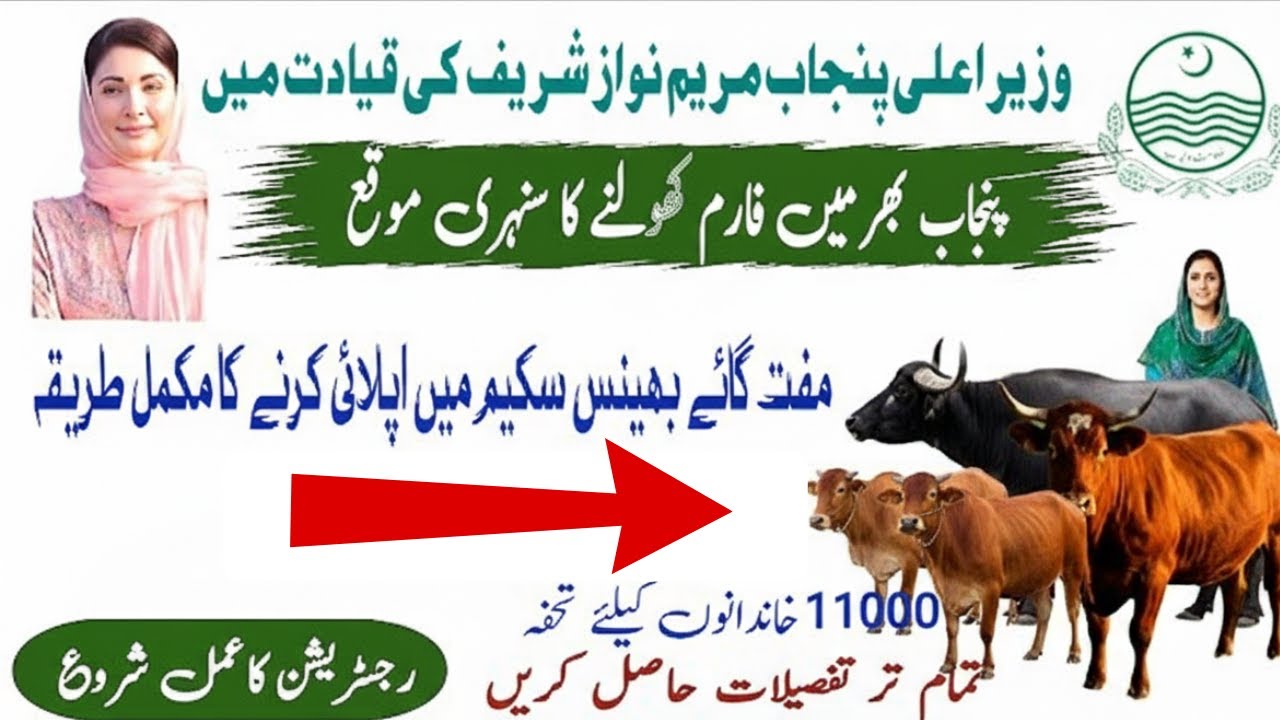🔥 New: Maryam Nawaz Free Cow/Buffalo Program 2025 | Eligibility & Apply Process (Live Stock Subsidy)
