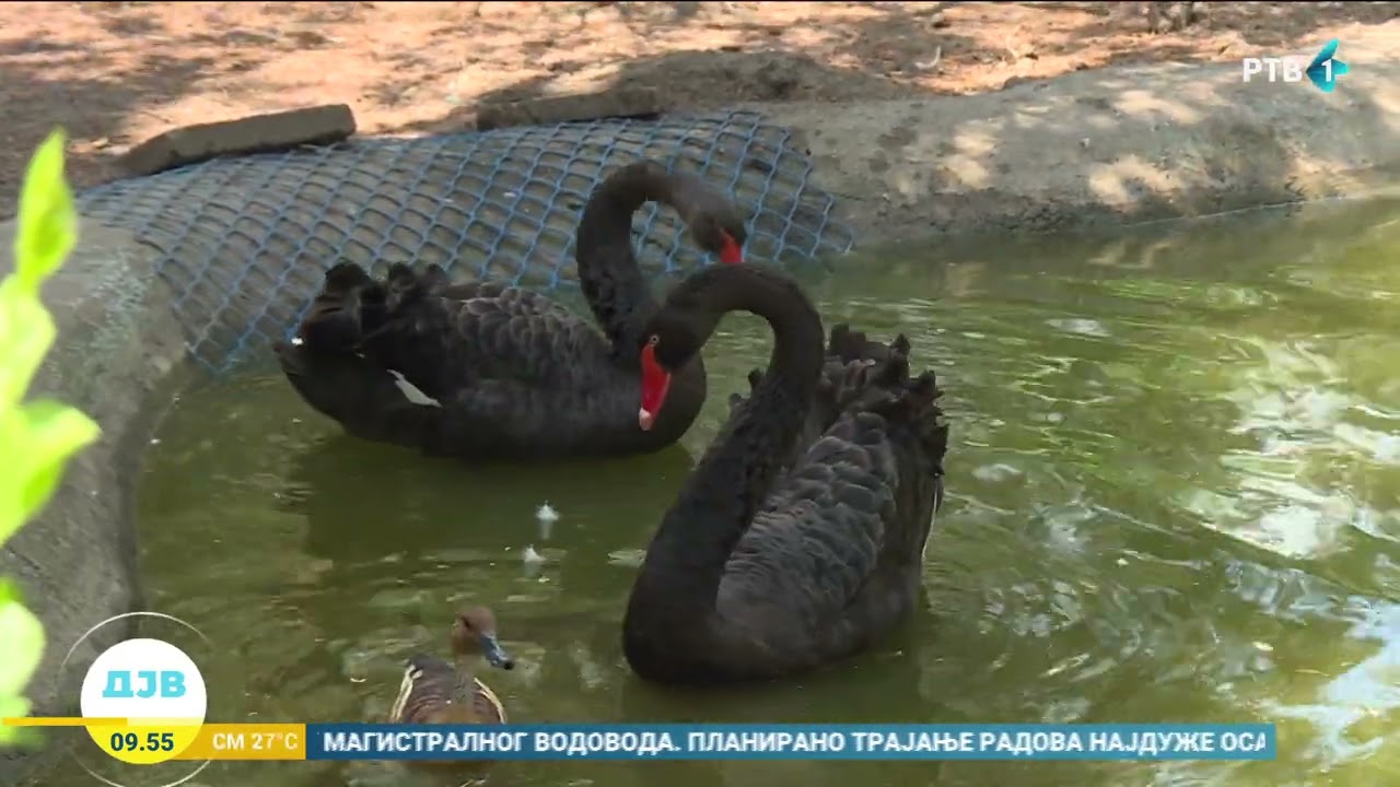 Ima jedno mesto...Mini zoolo&scaron;ki vrt u Temerinu ne liči ni na jedan drugi