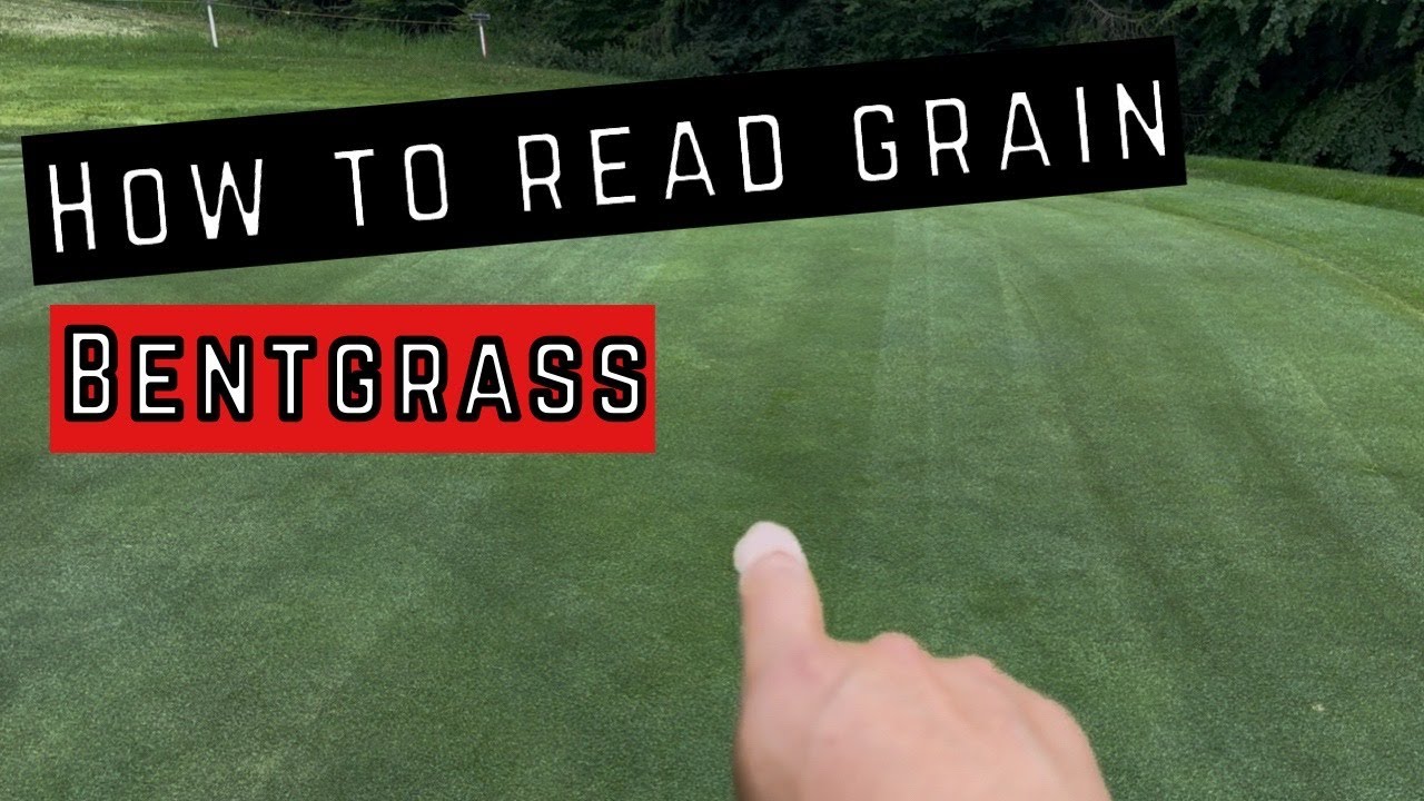 HOW TO READ GRAIN | BENTGRASS