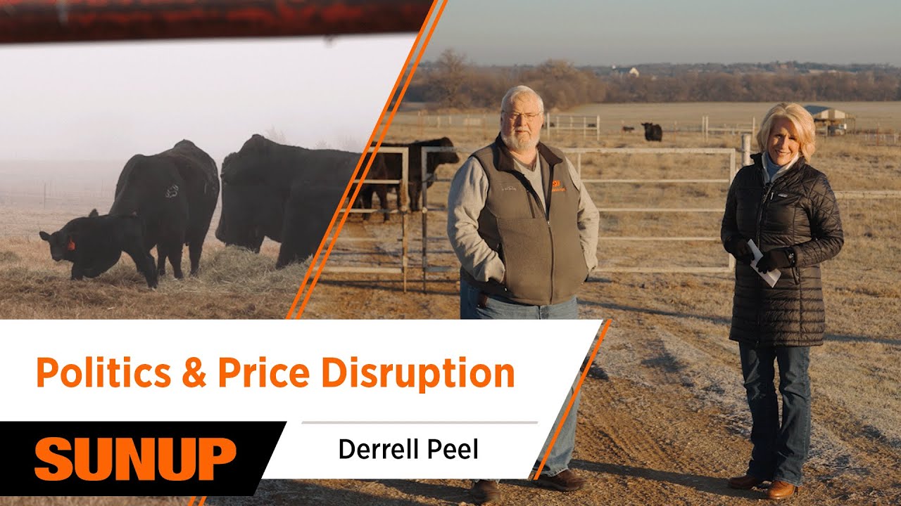Politics and Prices: What Caused the Latest Livestock Market Shake-Up?
