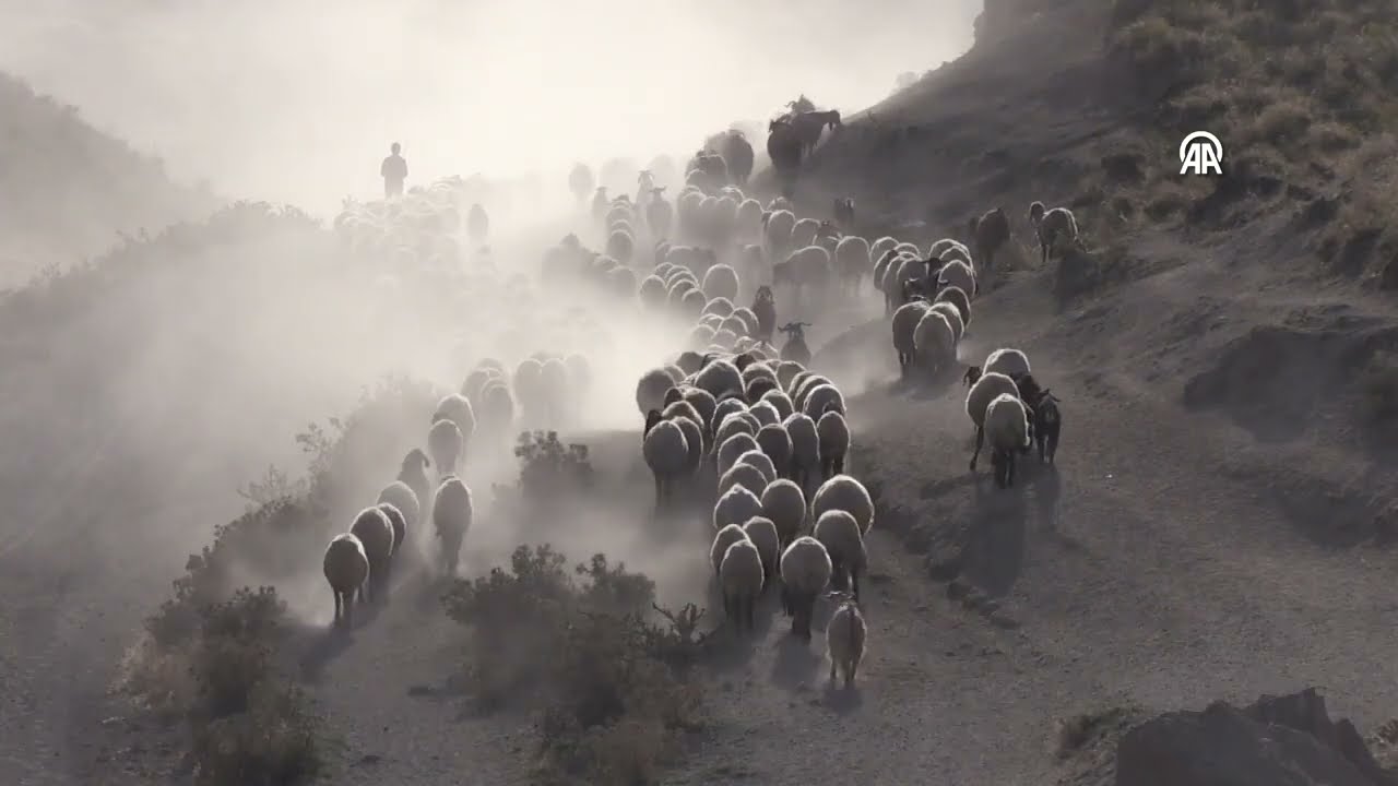 Bitlis'te küçükbaş hayvan sürüleri Nemrut Dağı eteklerinde besleniyor 🐑