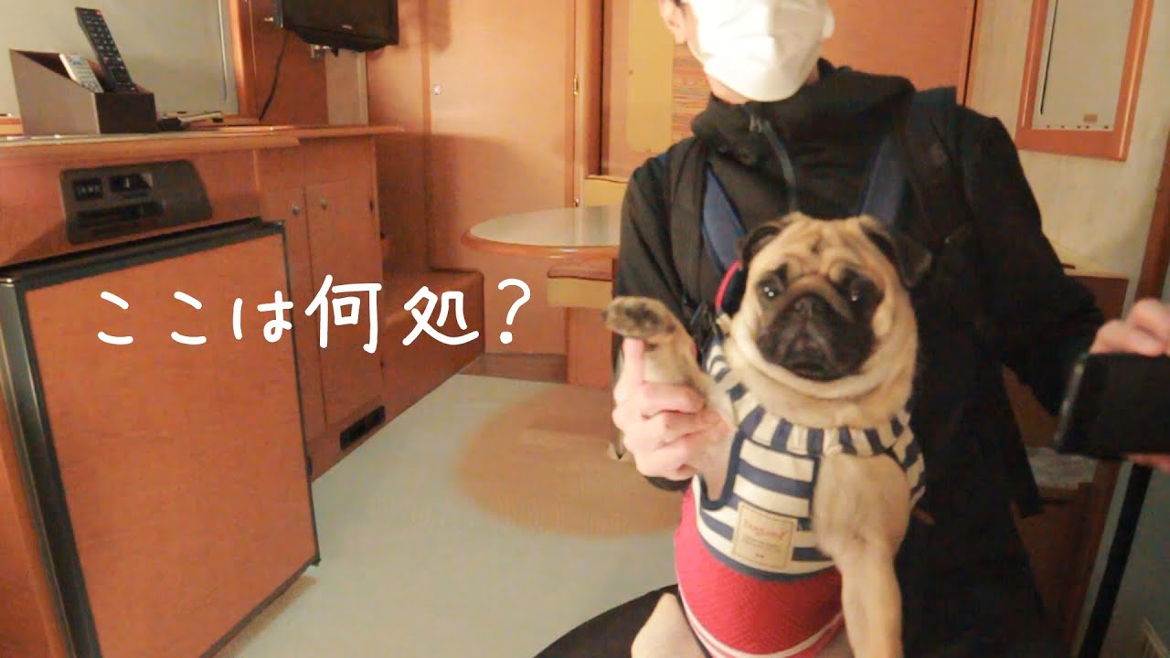 [ふたり暮らし] 0歳のパグが初めてキャンピングカーに乗った瞬間の反応がこちら