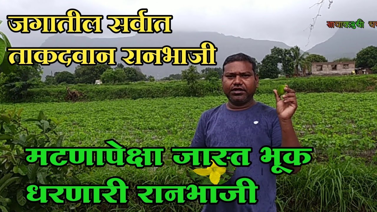 जगातील सर्वात ताकदवान रानभाजी |मटणापेक्षा जास्त भूक धरणारी रानभाजी|रानभाजी व रानमेवा|रानभाजी महोत्सव