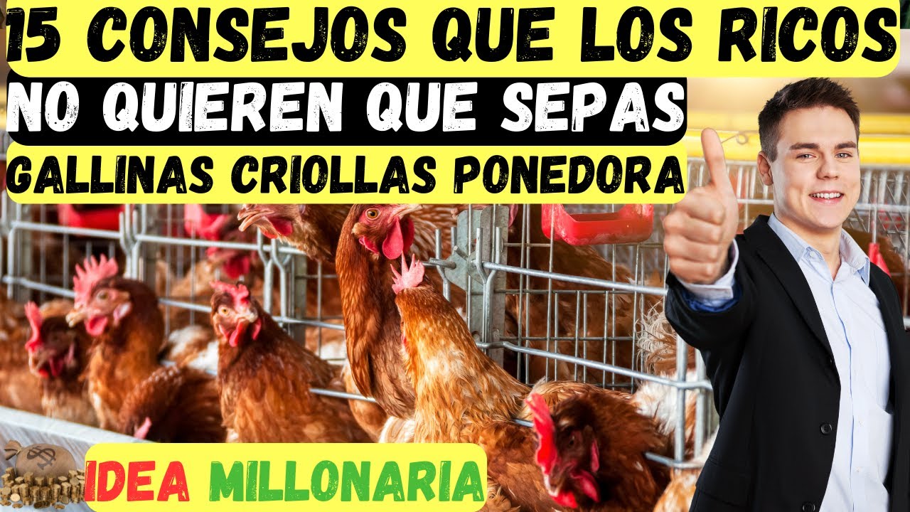 15 consejos para criar gallinas criollas y ponedoras sanas y productivas en casa guia completa