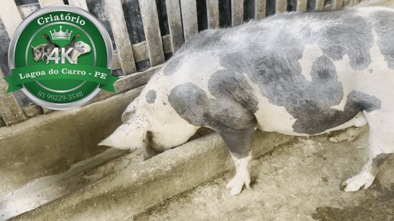 Novo lugar da Pietrain PO 🐷 (Criatório 4K)