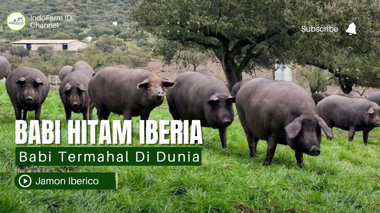 Ternyata Begini Cara Babi Termahal di Dunia Dipelihara | Jamon Iberico