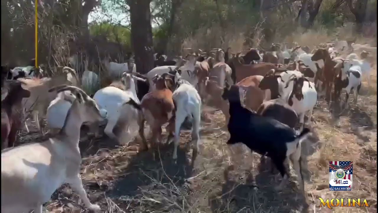 Como se espantan las cabras 😯