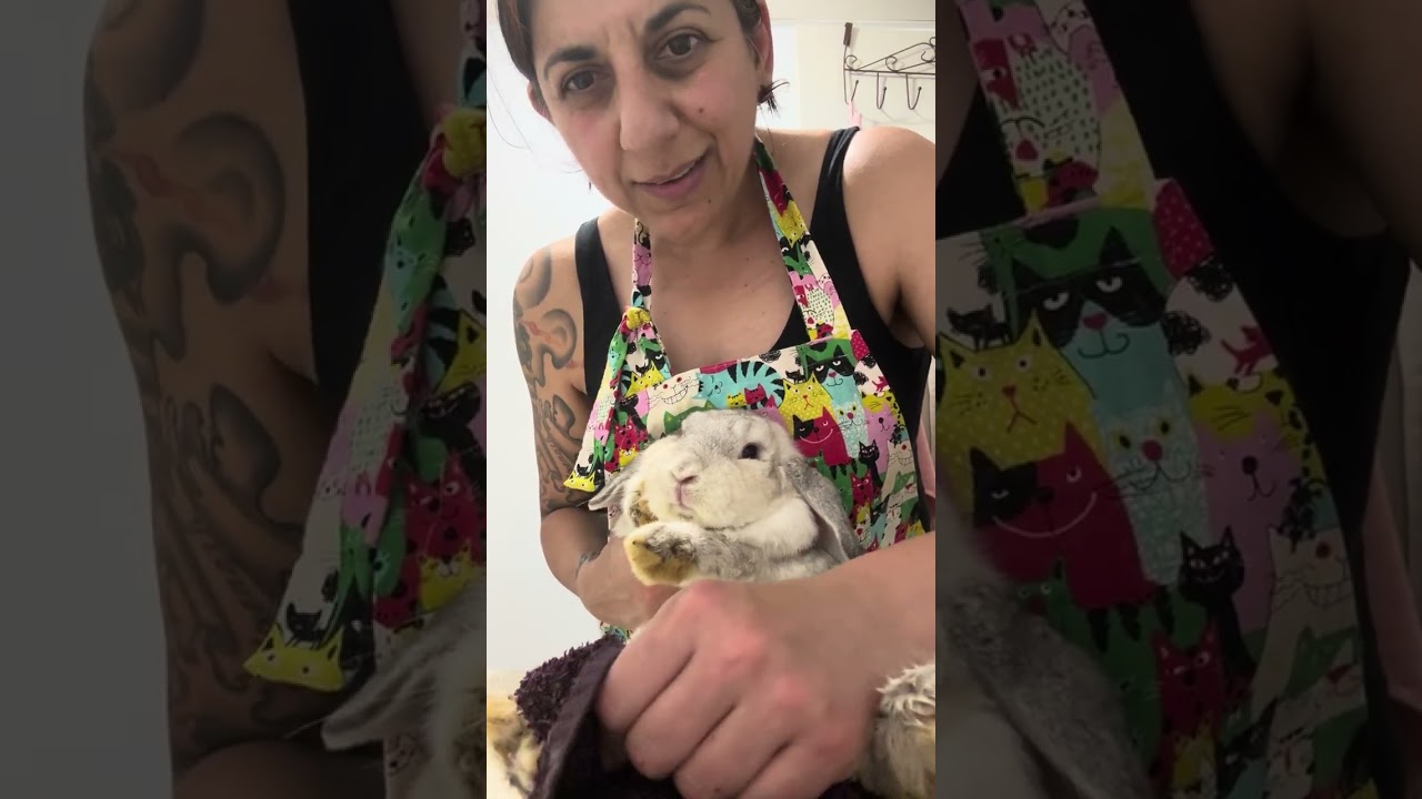 Grooming day spa for boarding bunny Ella