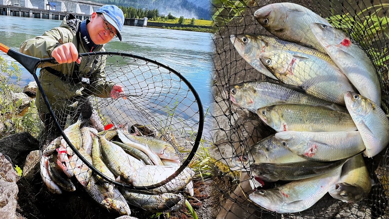 Kick off 2024 Shad Fishing Season in PNW - Shad fishing at 05/20/24 | How to Fish for American Shad