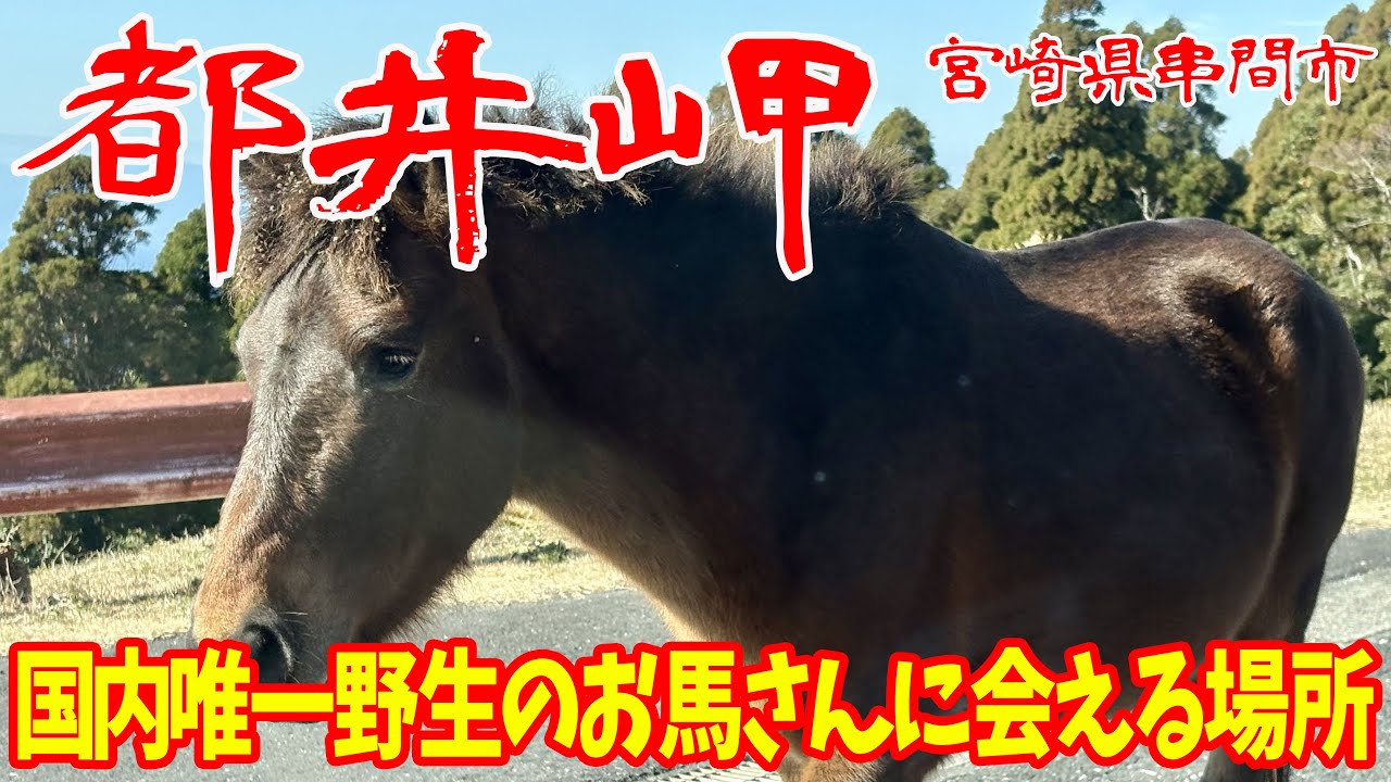 【宮崎県串間市 都井岬】午年でなくてもオススメスポット🐴野生の馬を見れる唯一の場所