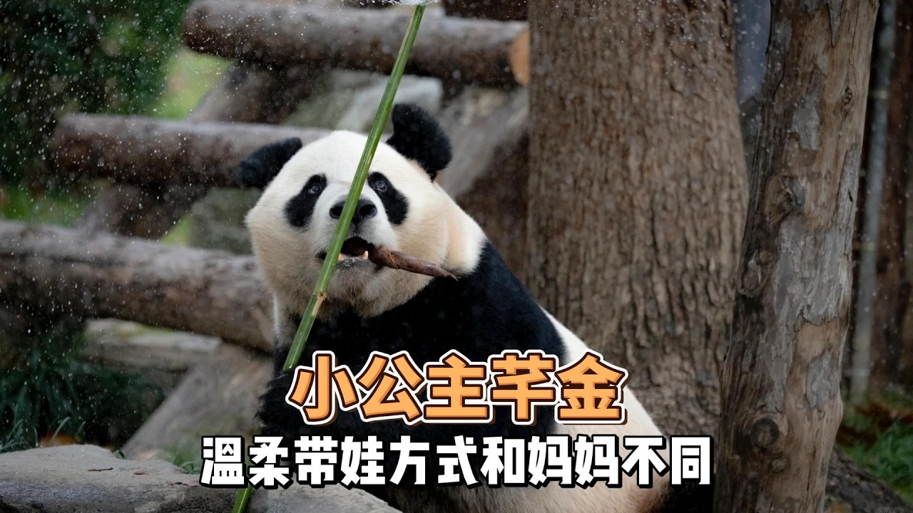 当年被妈妈捧在手心的小明星芊金，如今成了温柔妈妈完美诠释母爱的传承与蜕变