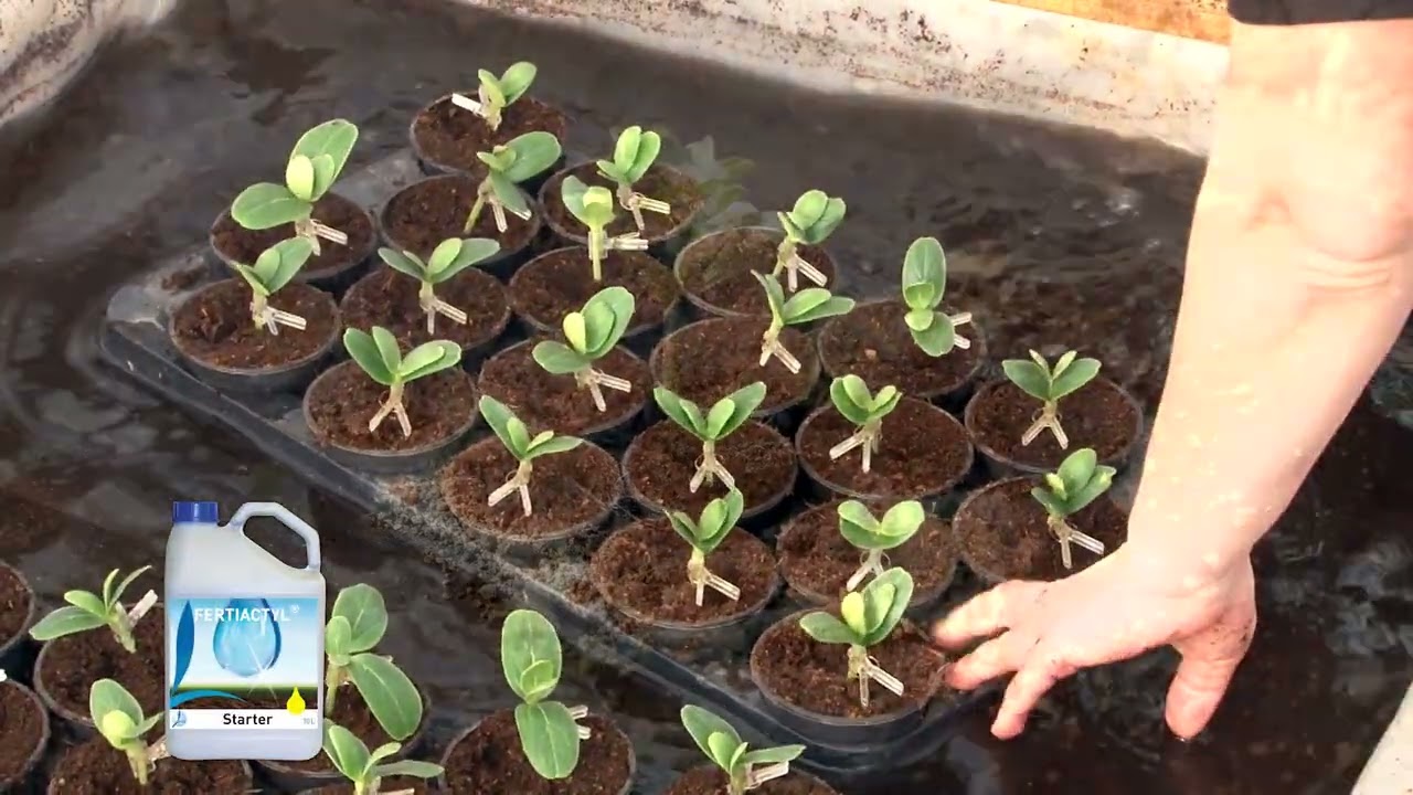Tehnologija proizvodnje lubenica sa Timac đubrivima