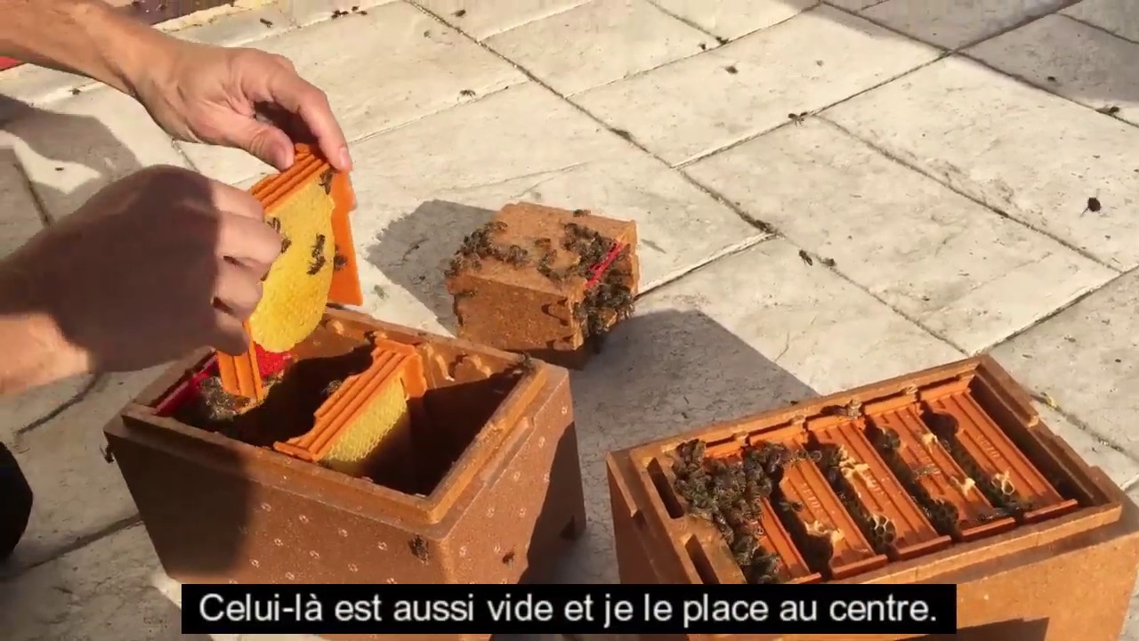 Comment préparer un nuc d'accouplement pour l'hiver - Apis Donau France