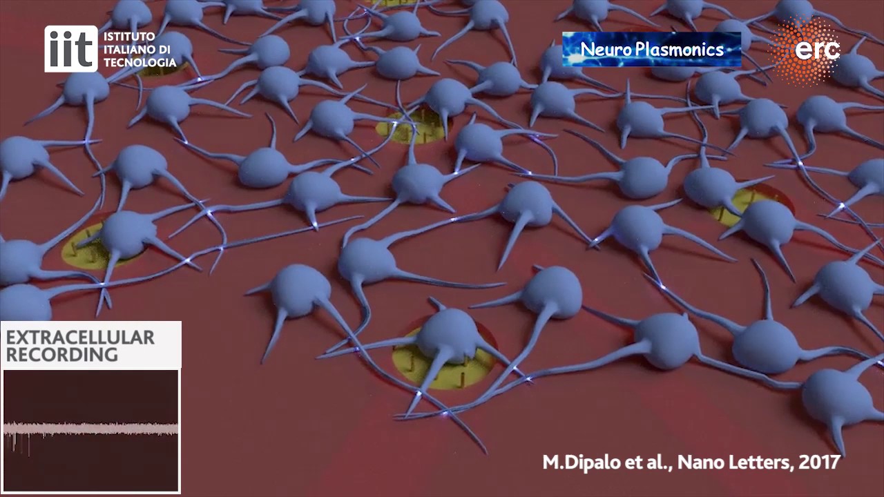 Intracellular and Extracellular Recording