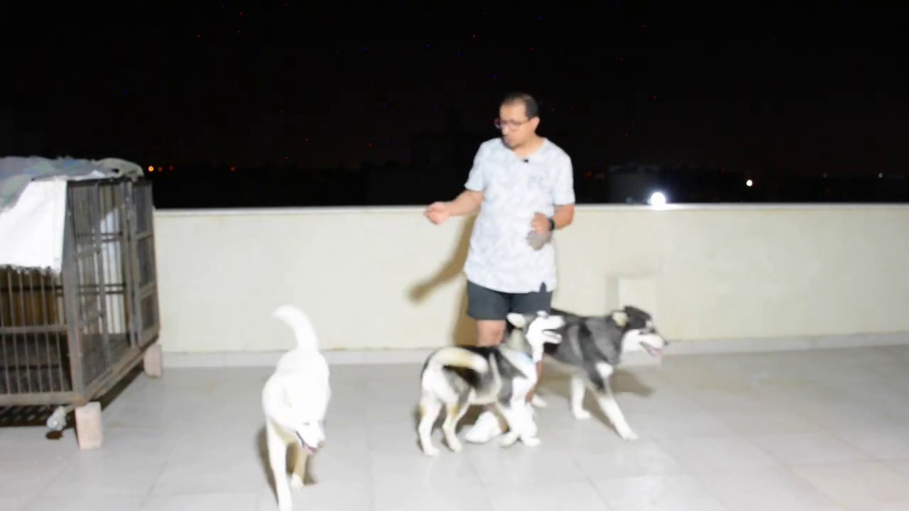 كيفية تدريب الكلاب عدم تناول الطعام من الغرباء والارض How to Teach Dog not to eat off Ground