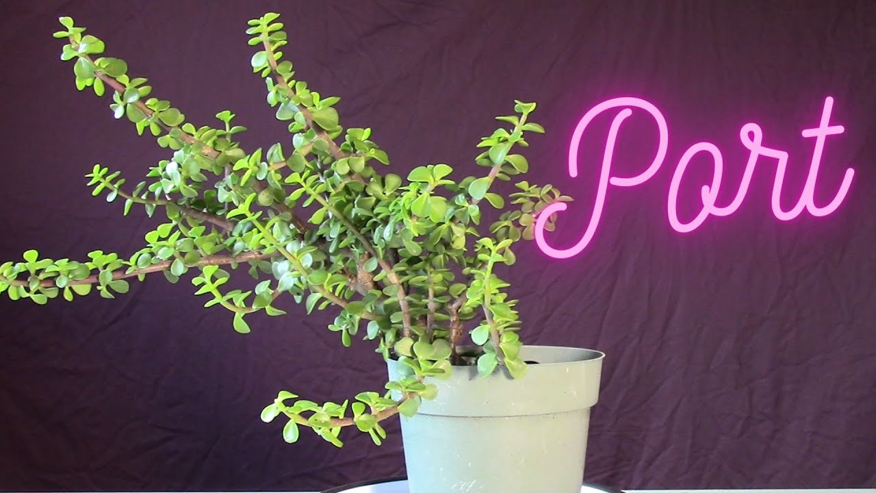 Portulacaria Afra cutting repotted and pruned also known as dwarf jade bonsai