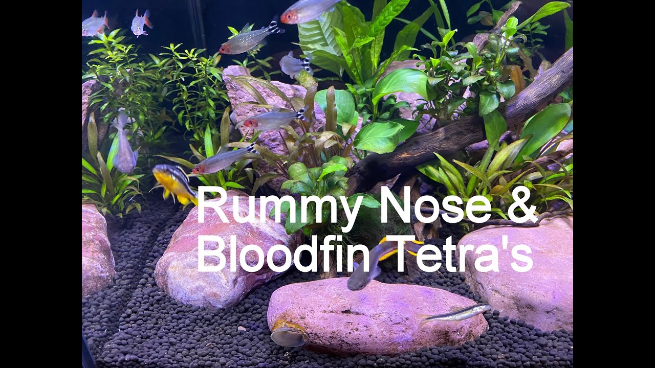 Best Schooling Fish: Rummy Nose & Bloodfin Tetras