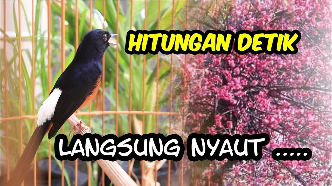 KRETEKAN MURAI BATU MEMANCING EMOSI