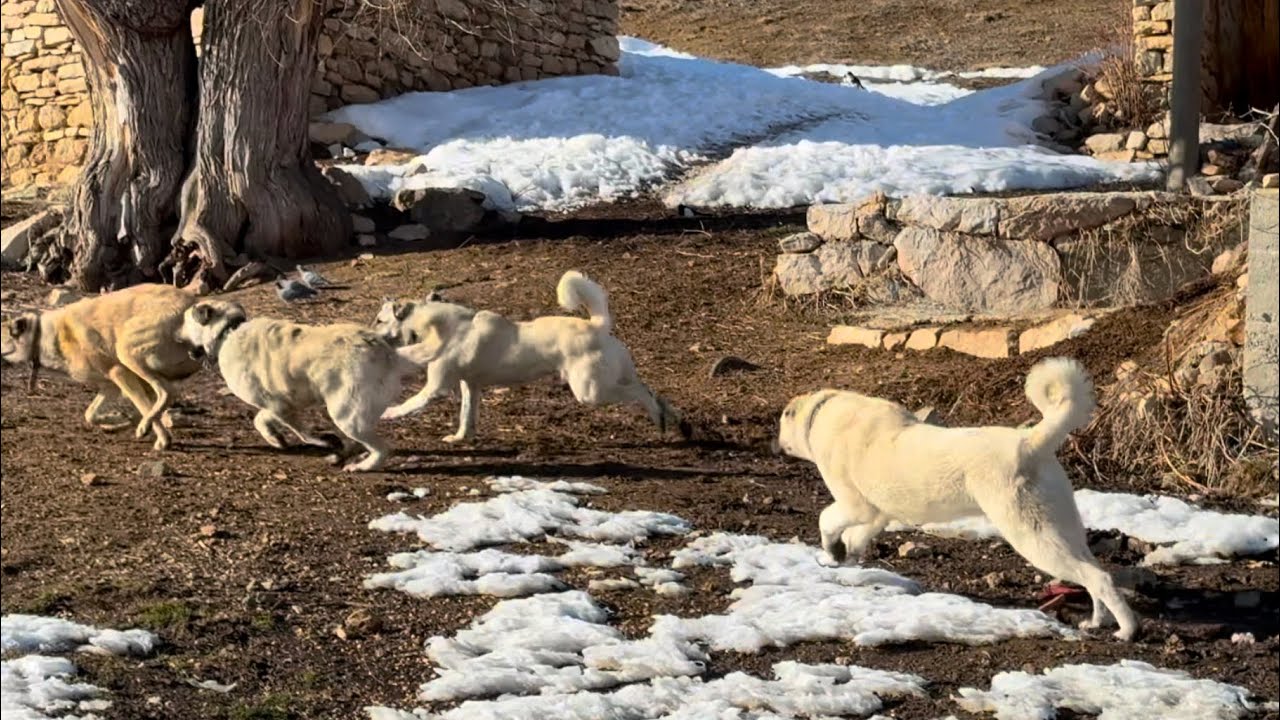 CANINI ZOR KURTARDI KÖPEKLER EŞEĞE FECİ SALDIRDI SİNİRDEN DELİYE DÖNDÜM EŞEK AĞLAYACAKTI