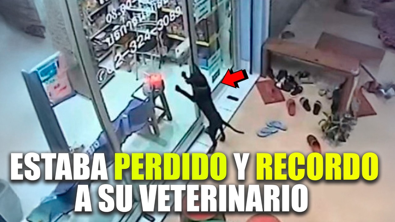 Perrito se pierde en la ciudad y va a donde su veterinario para pedir ayuda