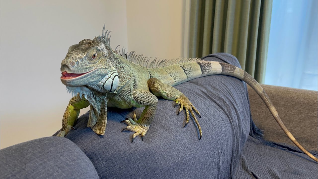 イグアナと会社員の夜　〜イグアナライフ〜