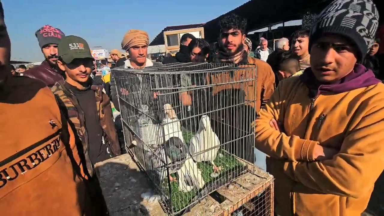اسعار حمام في سوق الجمعة موصل كوكجلي #سوق_الجمعة #سوق_الغزل