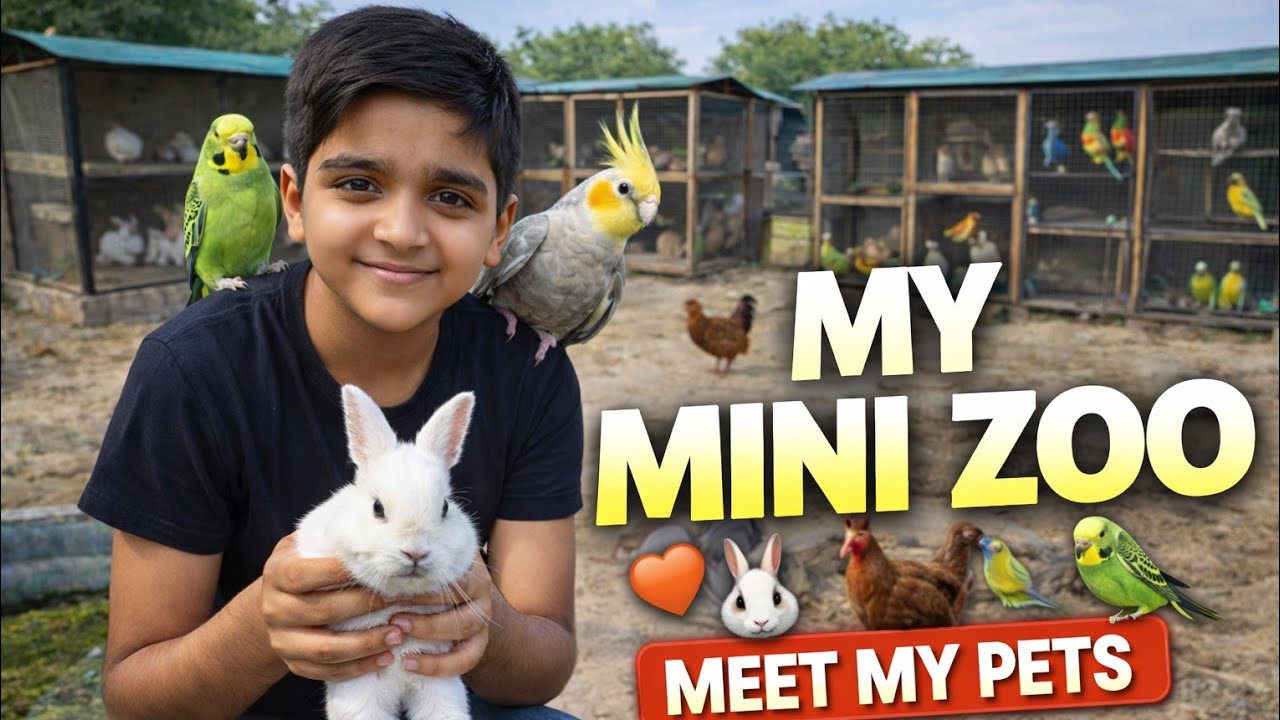 Hand Tamed Budgie Finally 🐦✨ | Mini Zoo 