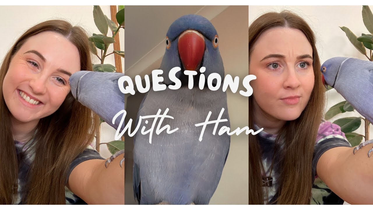 Questions With Ham!
