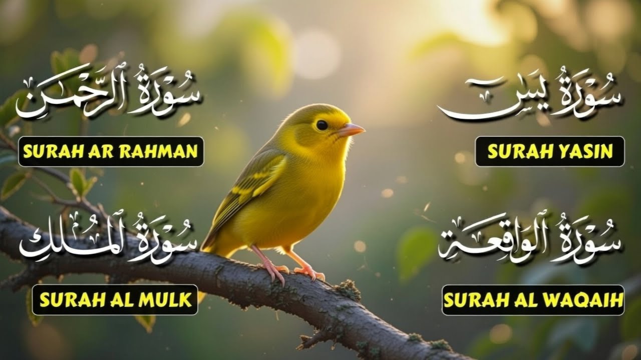 Very Nice Voice – Surah Yaseen | Ar-Rahman | Al-Waqiah | Al-Mulk | Reciter Ahmed Ibrahim