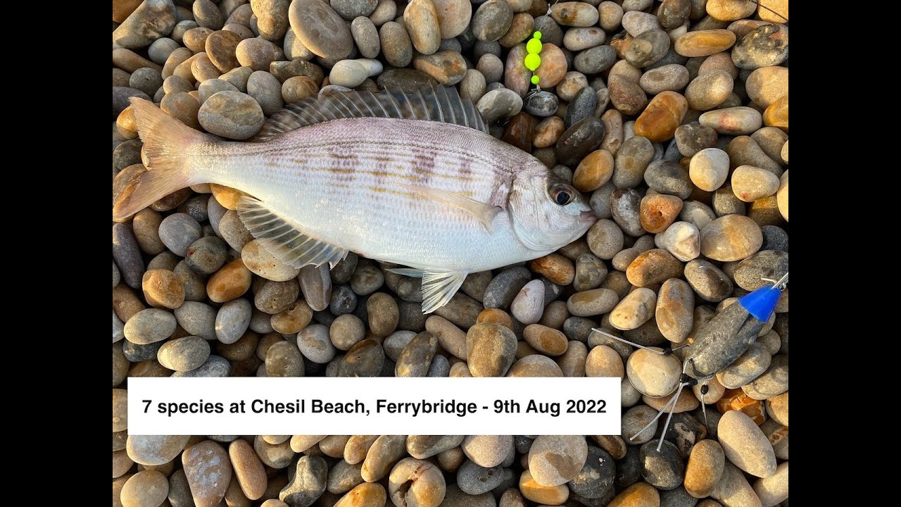Fishing A.T - Chesil Beach, Ferrybridge 9th August 2022 , 7 species landed