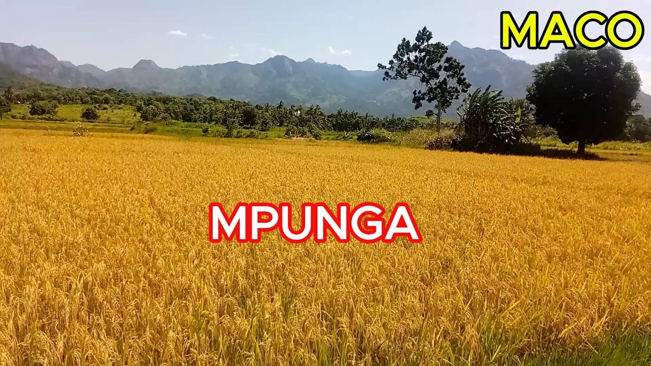 JINSI YA KUPATA SHAMBA MKINDO NA KUANZA KILIMO CHA MPUNGA KITAALAMU