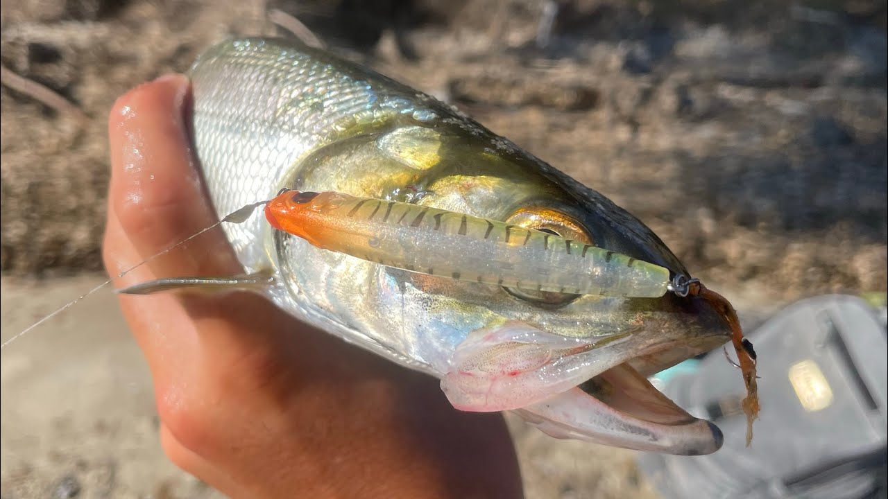 Giant herring fishing Perth 