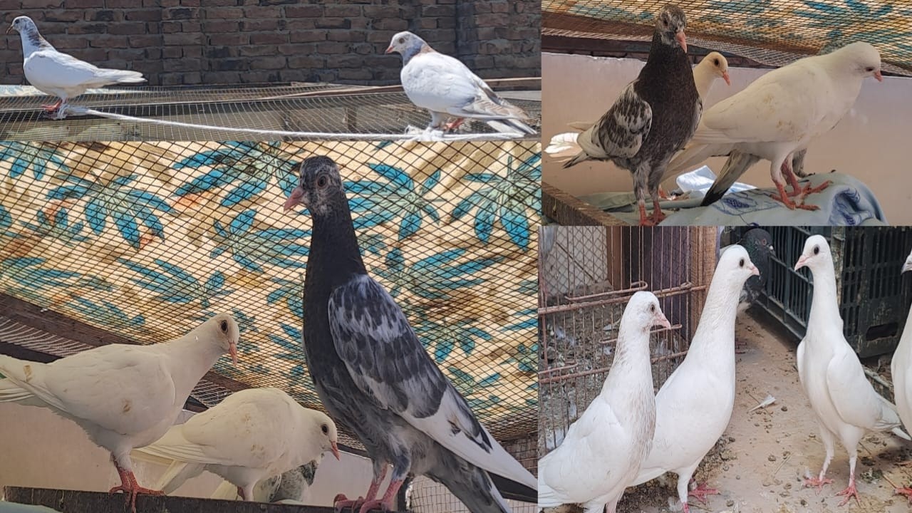how to breed pigeons