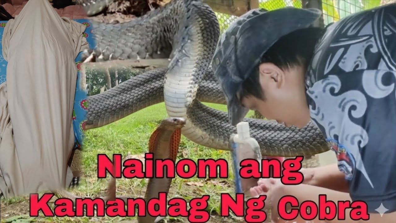 NADALI NG MAKAMANDAG NA COBRA ANG ISANG RESCUER #cobraprince 