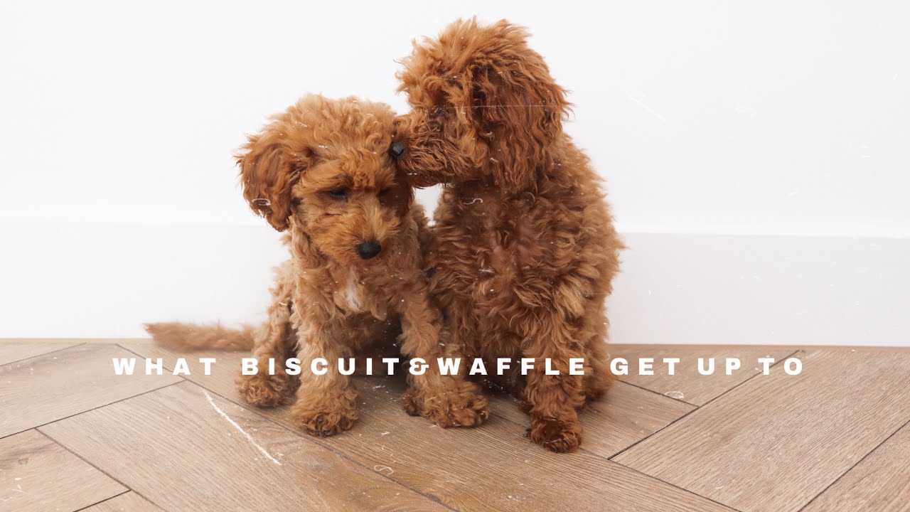 What My Two Toy Poodle Puppies Get Up To | Biscuit & Waffle