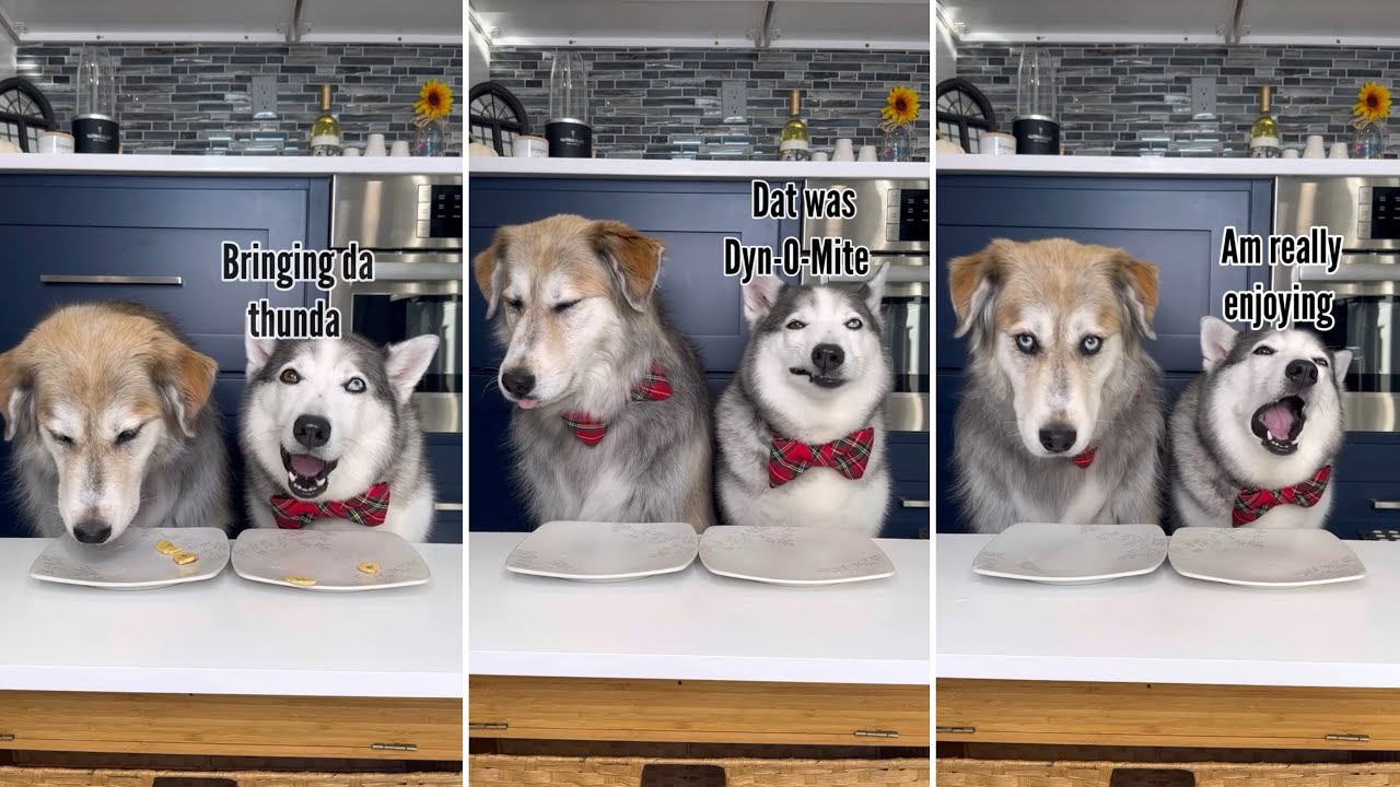 Dogs Try Different Foods