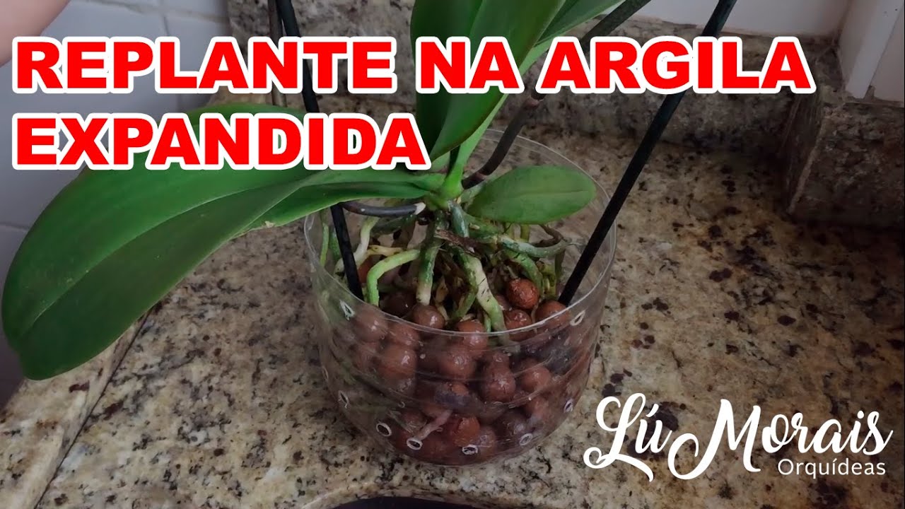 REPLANTE DE PHALAENOPSI NA ARGILA EXPANDIDA