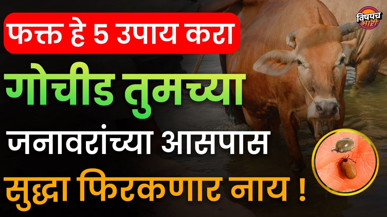 फक्त हे ५ उपाय करा गोचीड तुमच्या जनावरांच्या आसपास सुद्धा फिरकणार नाय | Gochid Upay | Vishaych Bhari