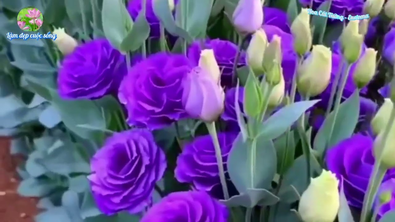 Hoa Cát Tường - Eustoma - @Lamdepchocuocsong - Nguồn: Internet