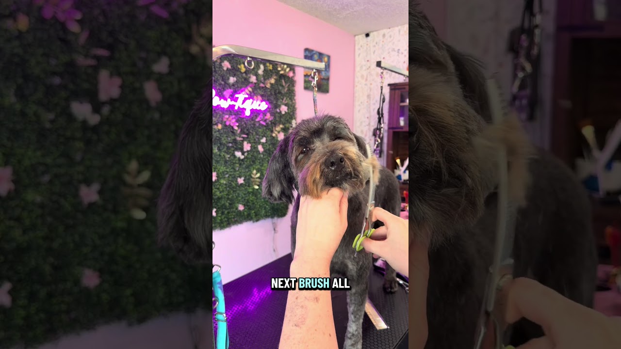 Учебник по рисованию каракулей: стрижка головы щенка 🐶✨ #dogshorts #dogs #doodle #pets #petshorts