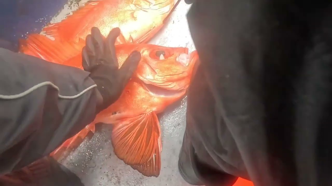 日本紅目大眼鯛活締處理//船上