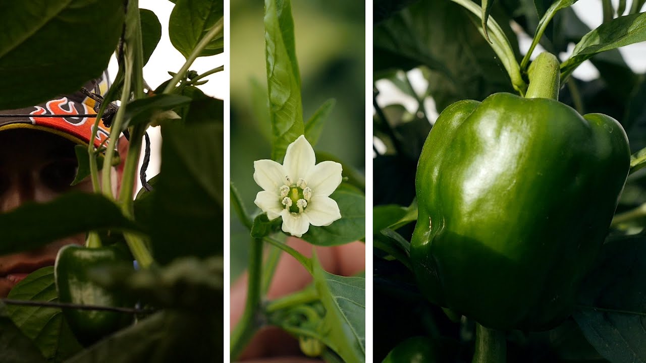 Cultivo de Hortalizas en Honduras - TvAgro por Juan Gonzalo Angel