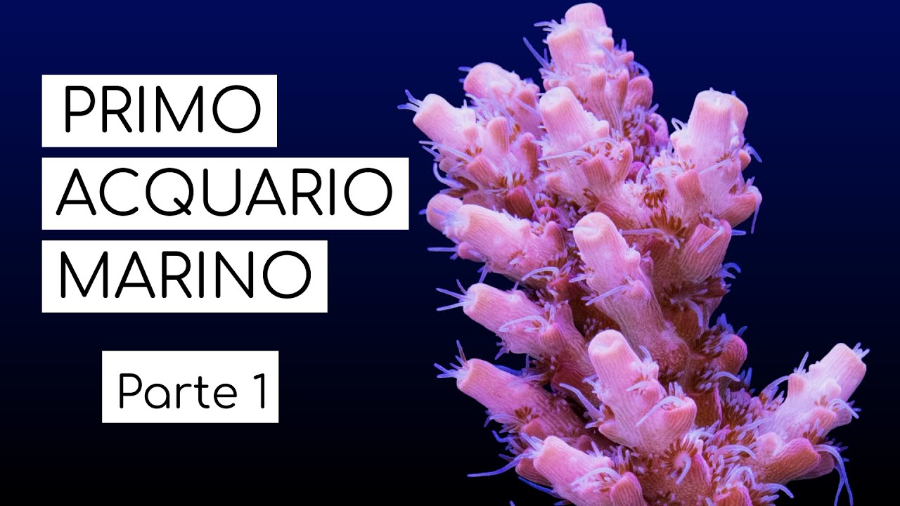 Guida al primo ACQUARIO MARINO [parte 1] - TEORIA e PROGETTAZIONE - Cosa c'è da sapere?