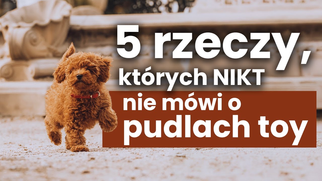 5 rzeczy, kt&oacute;rych NIKT nie m&oacute;wi o PUDLACH TOY!