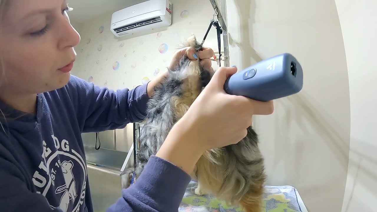 How to do Sanitary Trim on male dog