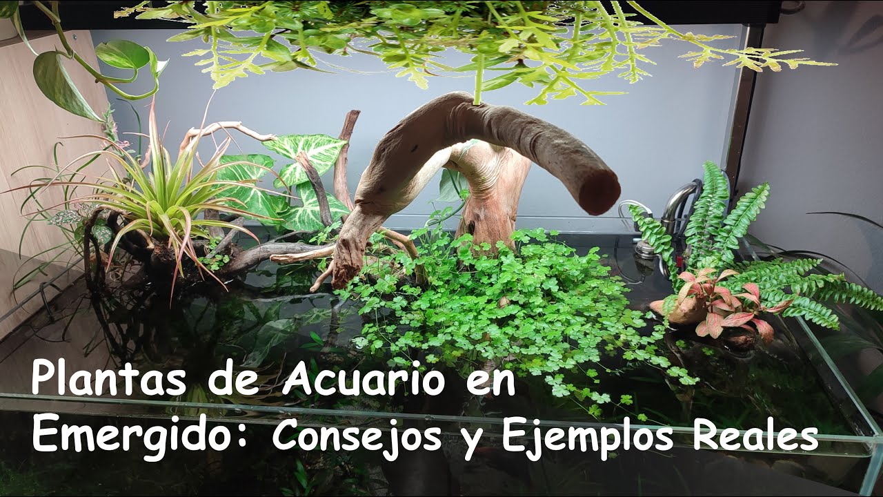 Plantas de Acuario para uso en EMERGIDO: Cúales usar, Condiciones Necesarias y Ejemplos Reales