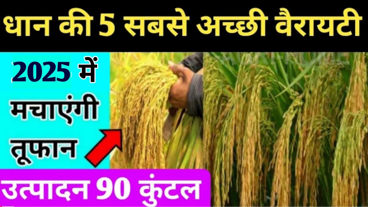 धान की टॉप 5 सबसे अच्छी वैरायटी उत्पादन 90 कुंटल |Dhaan ki kheti| Dhan ki kheti।Dhan ki best variety