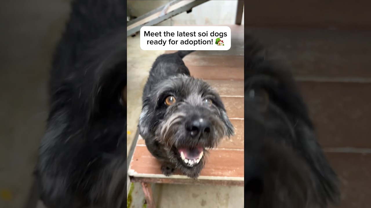 Meet the Latest Soi Dogs Available for Adoption!🧡