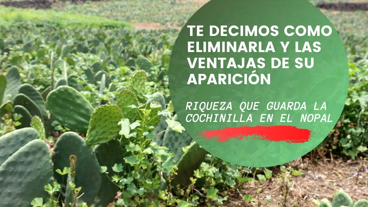 COCHINILLA DEL NOPAL | ¿Cómo eliminarla?