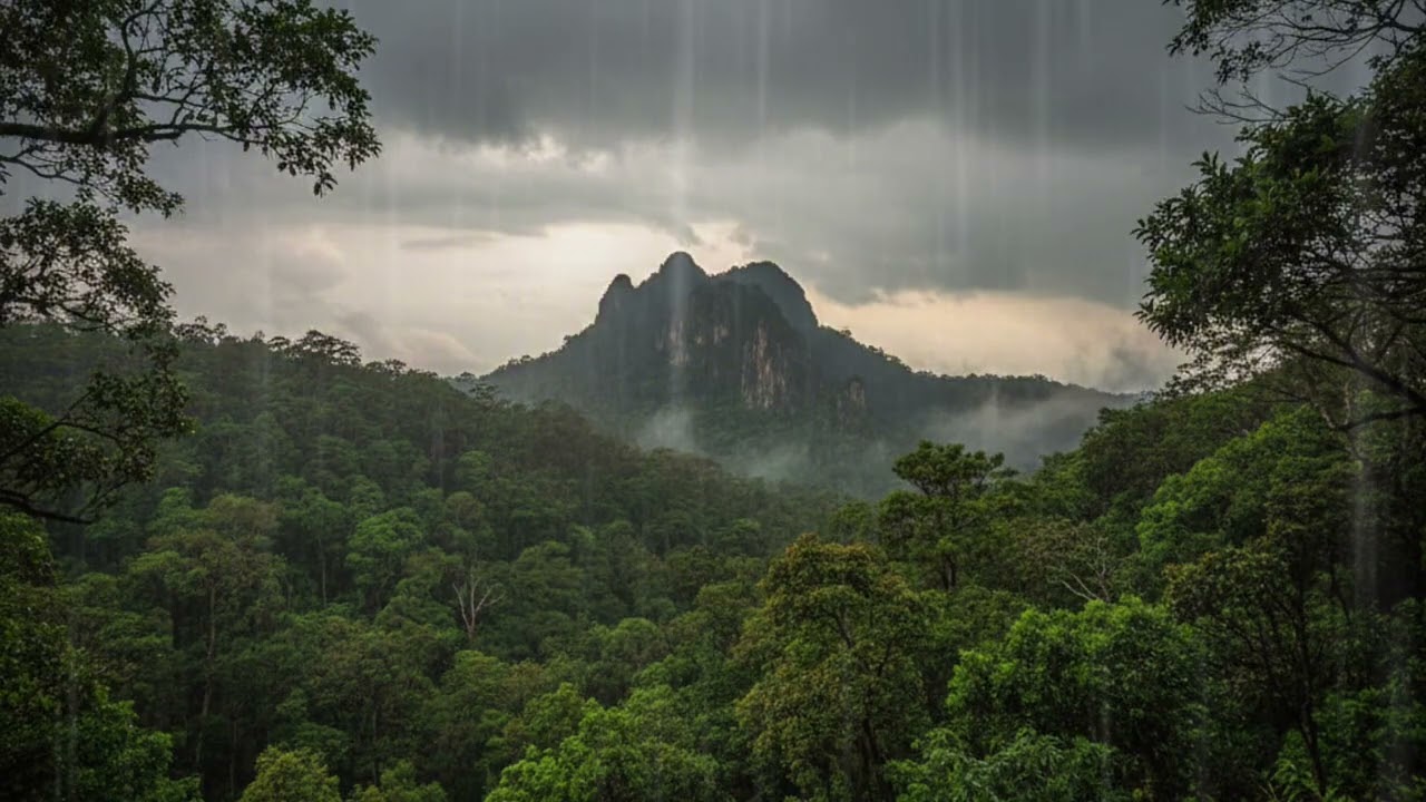 Your Nervous System Deserves This | Forest Rain Piano